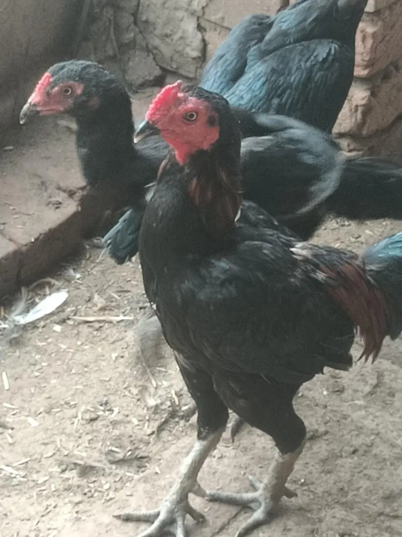 Sale all male and female hen — photo 4
