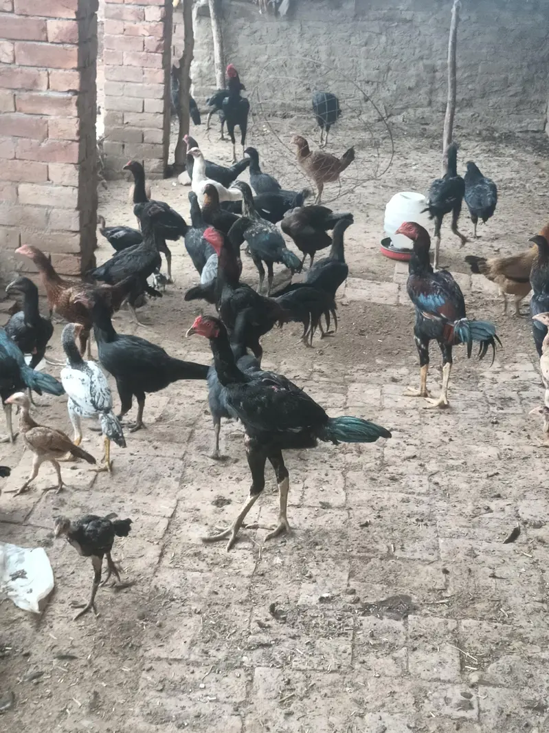 Sale all male and female hen — photo 5