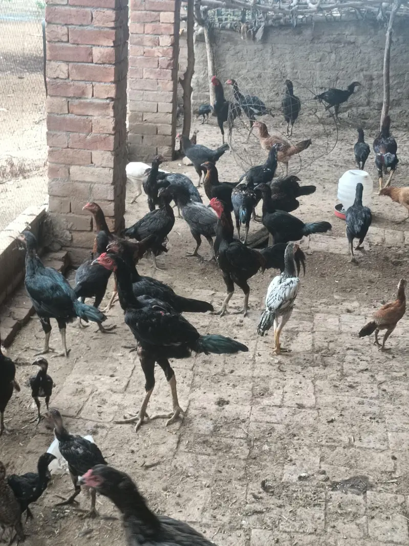 Sale all male and female hen — photo 6