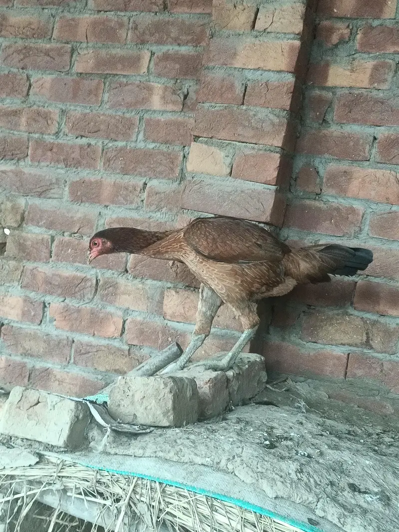 Sale all male and female hen — photo 7