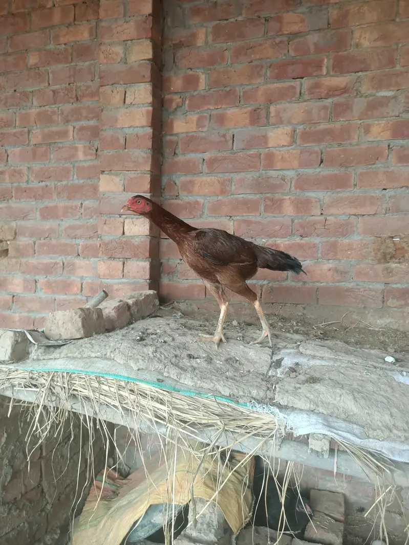 Sale all male and female hen — photo 8