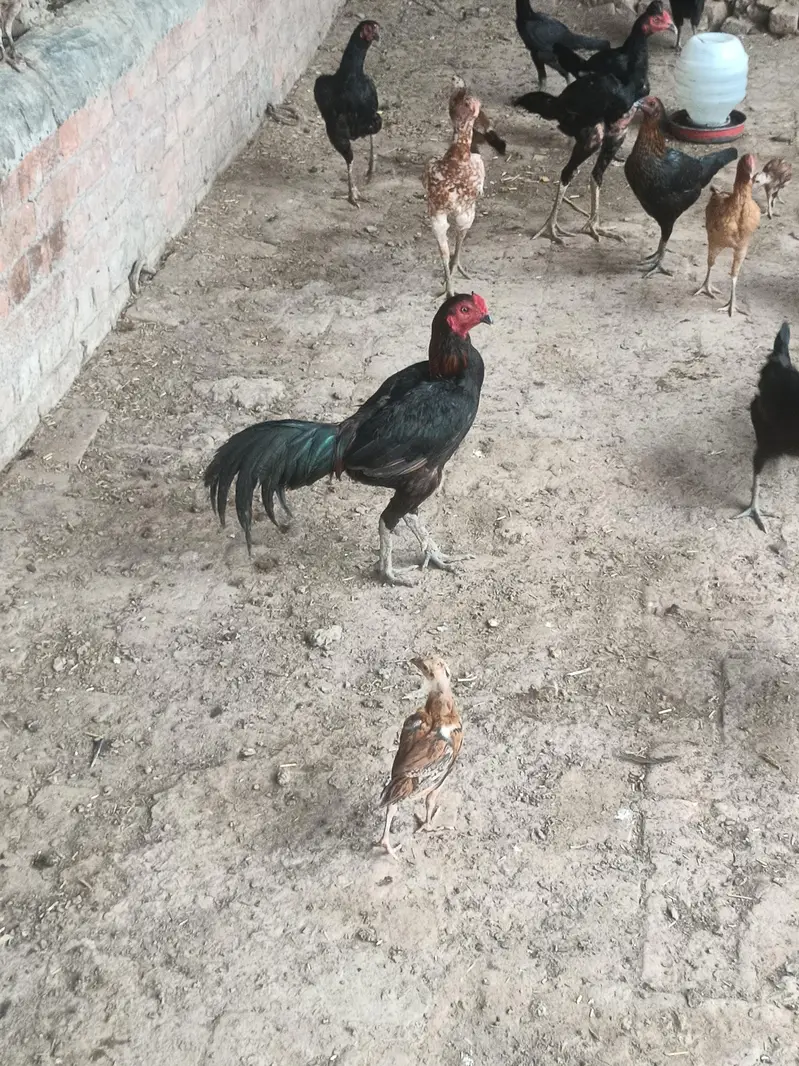Sale all male and female hen — photo 9