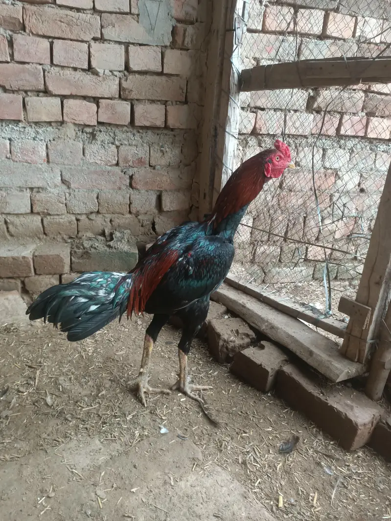 Sale all male and female hen — photo 10
