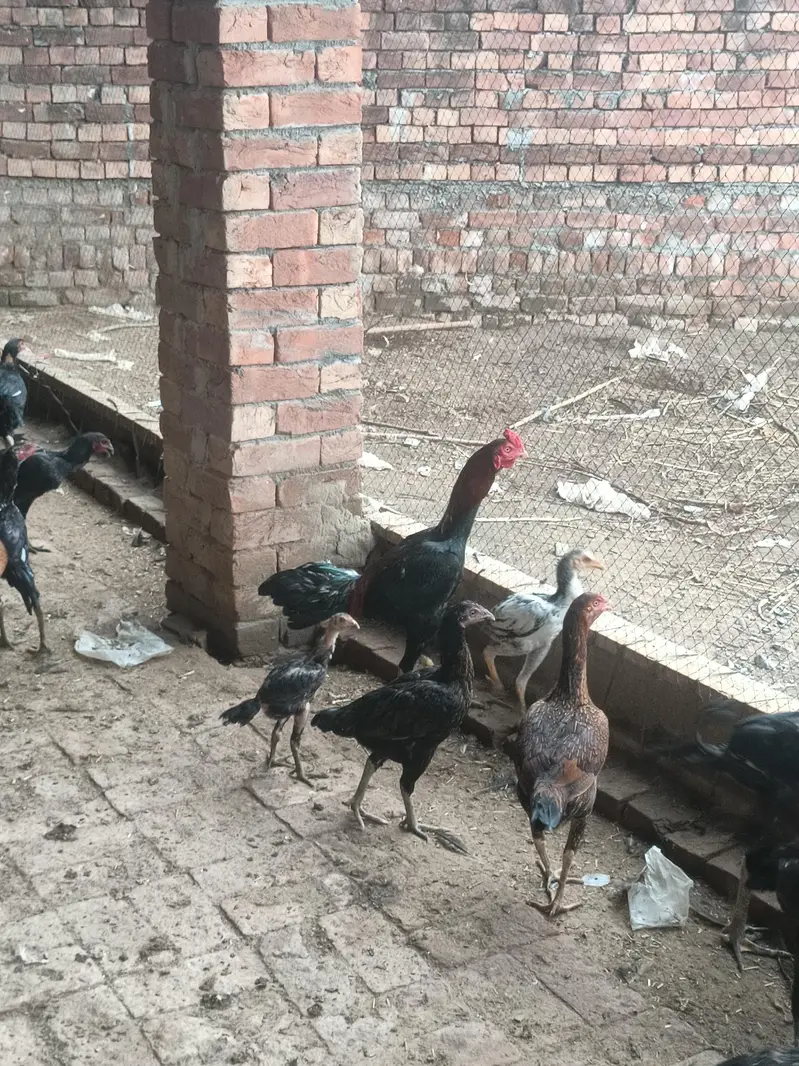 Sale all male and female hen — photo 11