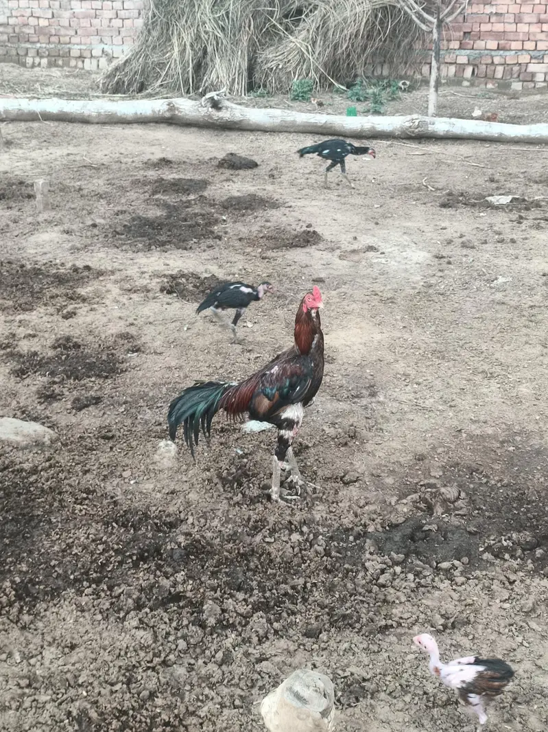 Sale all male and female hen — photo 12