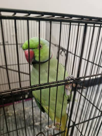 Healthy birds