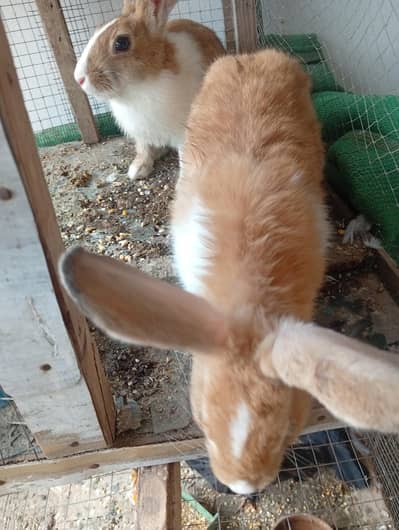brown rabbit pair