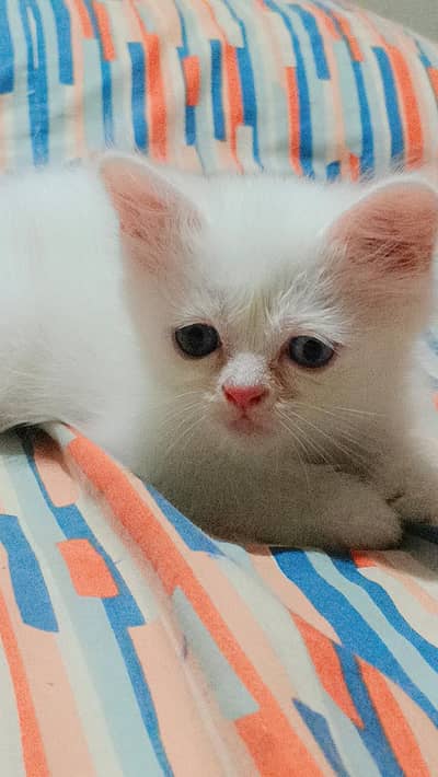 Persian cat for sale