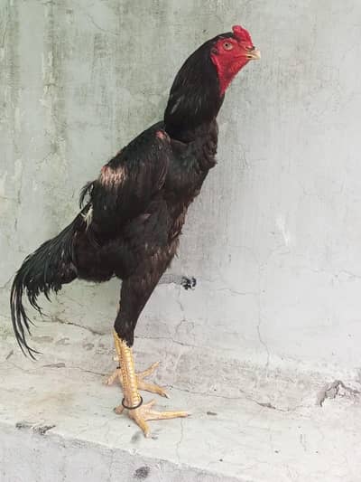shamo aseel