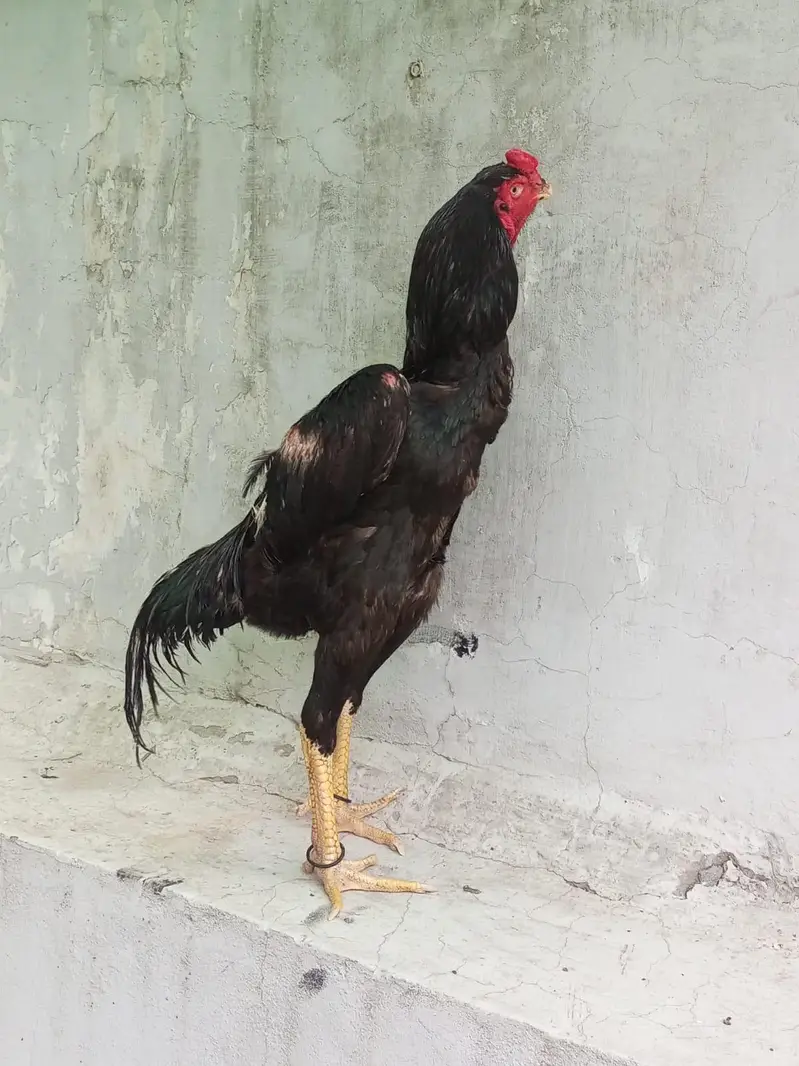 shamo aseel — photo 2