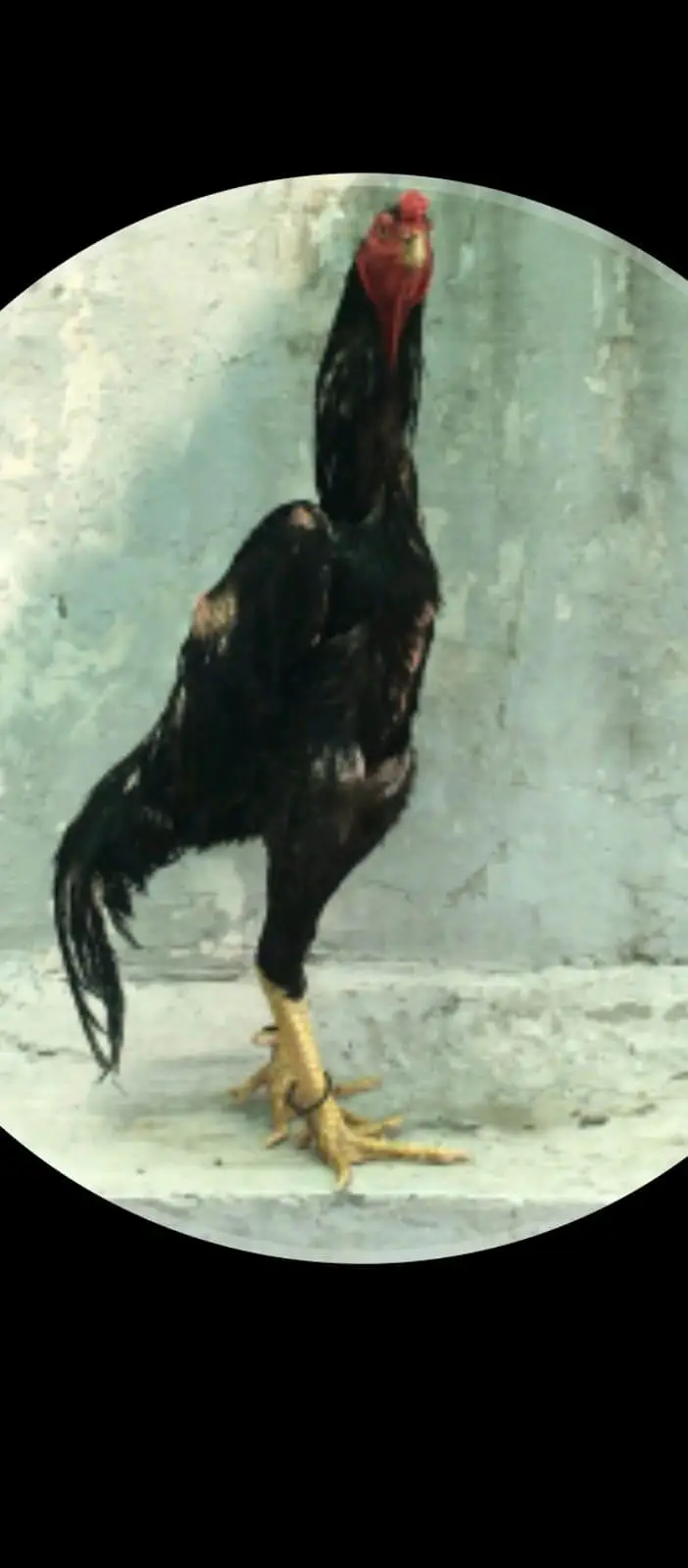 shamo aseel — photo 3