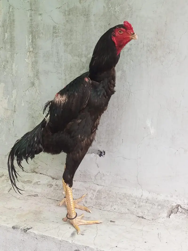 shamo aseel — photo 4