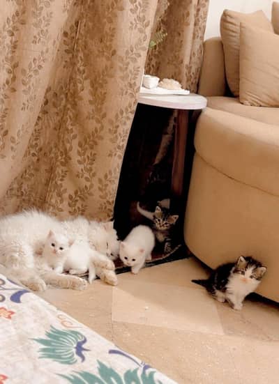 persian kitten triple coated