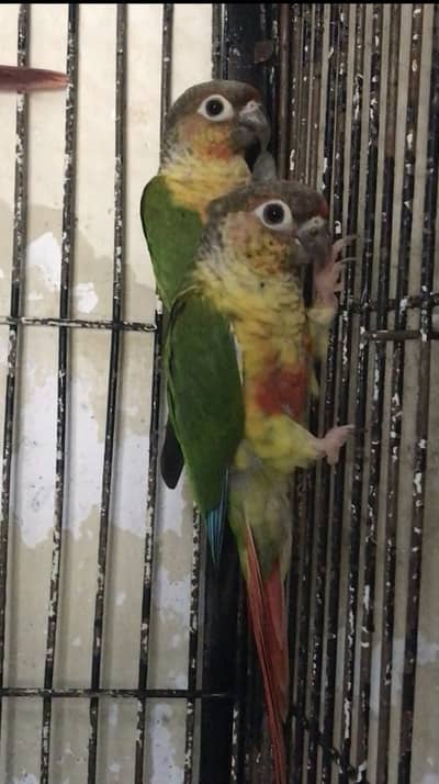 Yellow sided conure