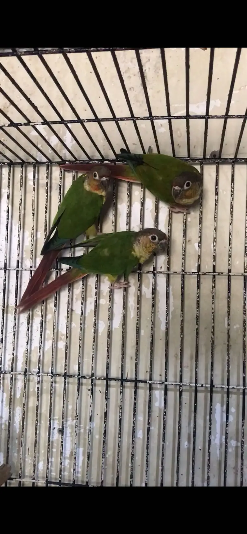 Yellow sided conure — photo 2