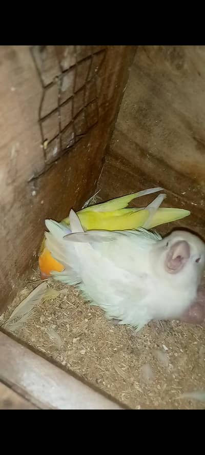 creamino ×Albino breedr pair /. cocktails