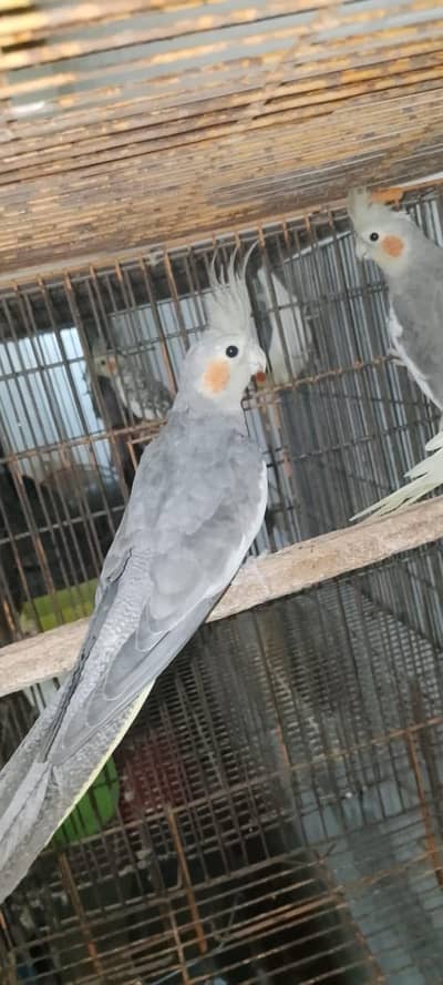 creamino ×Albino breedr pair /. cocktails