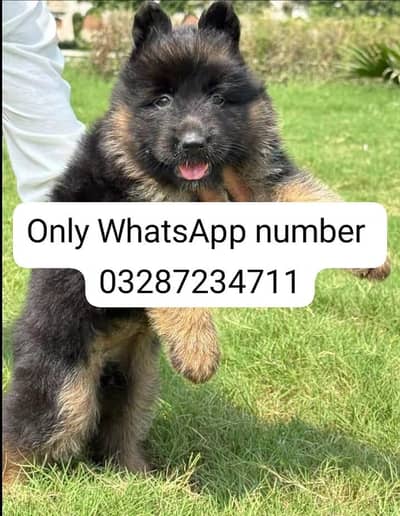 German Shepherd baby for sale