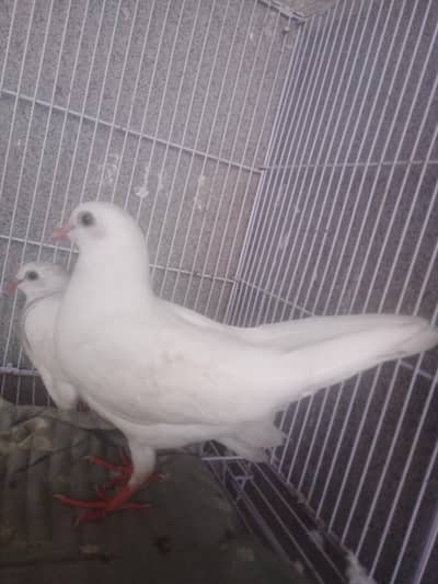 Baby Pegions