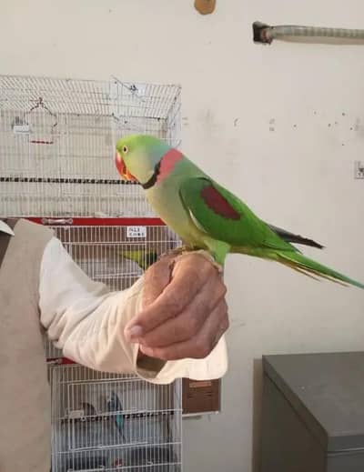 Raw Parrot  handtam bolata bhi for sel urgent