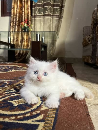 Blue eyes kitten