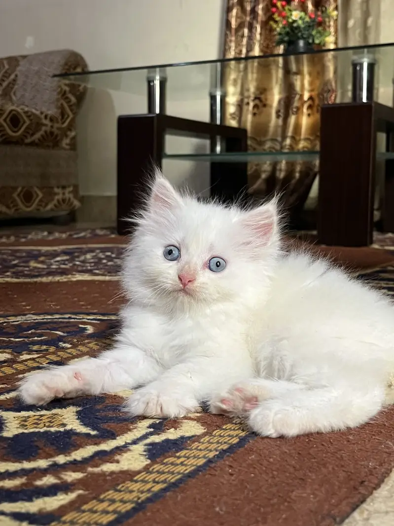 Blue eyes kitten — photo 2