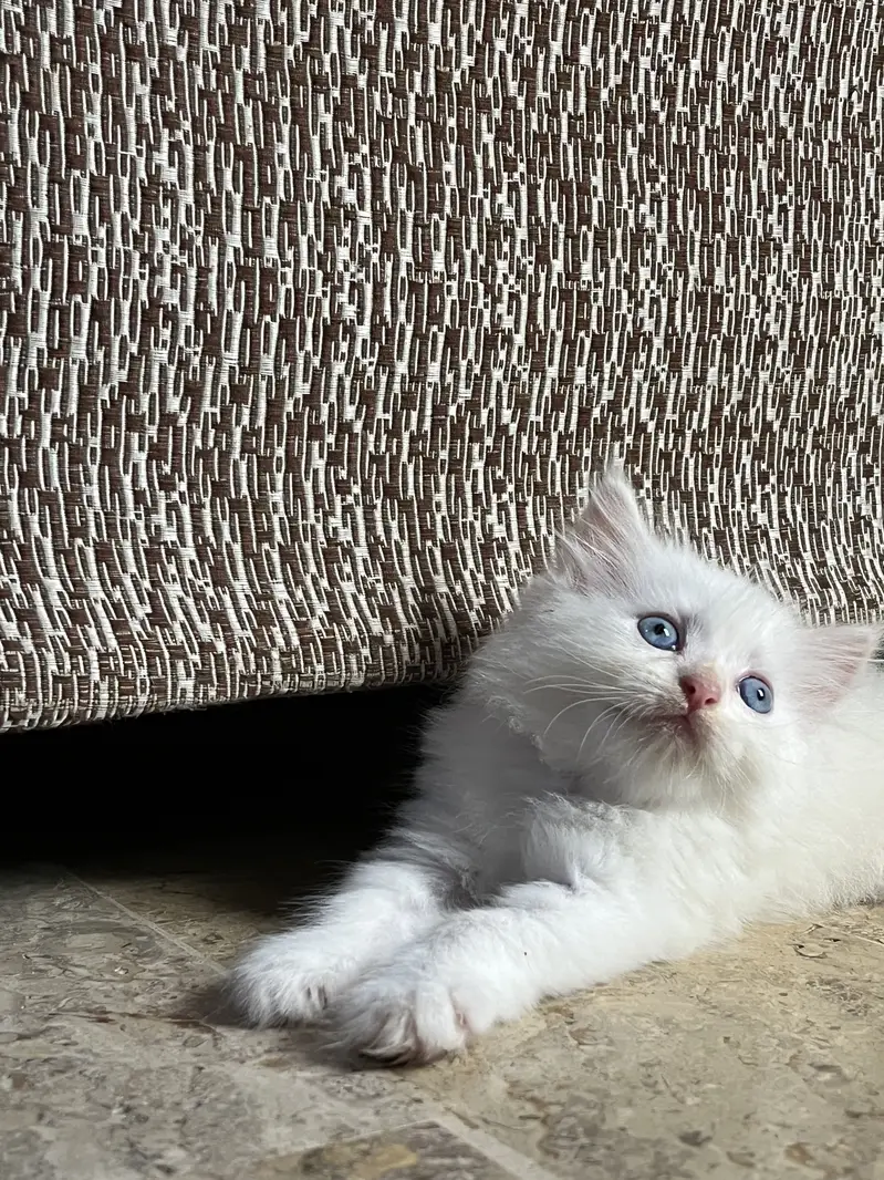 Blue eyes kitten — photo 3