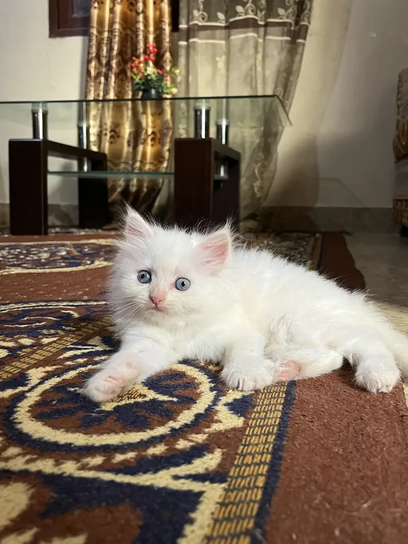 Blue eyes kitten — photo 4