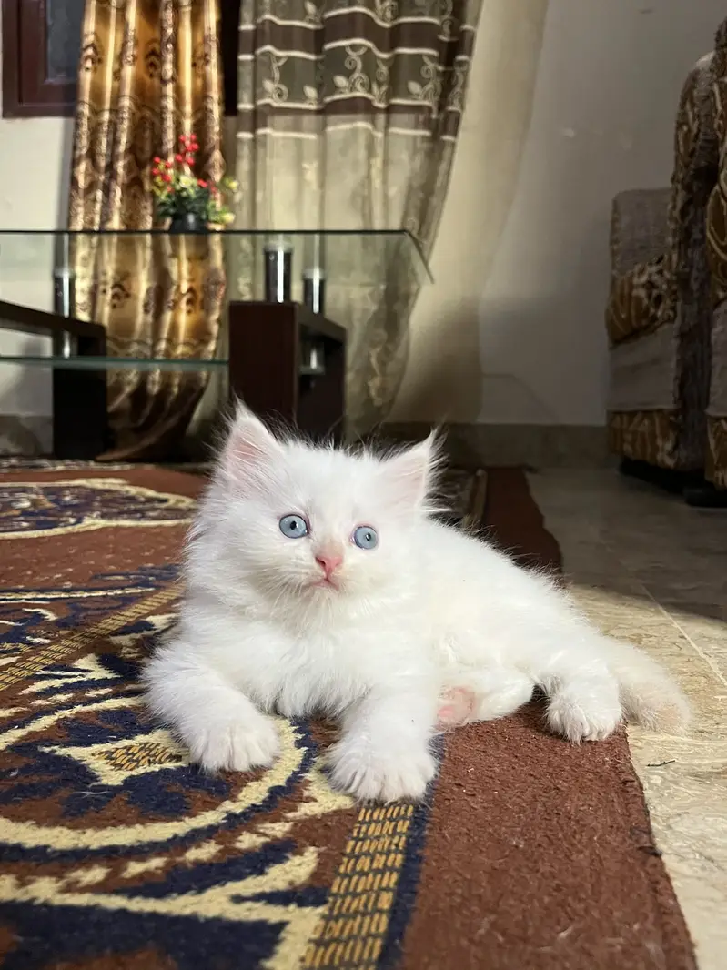 Blue eyes kitten — photo 5