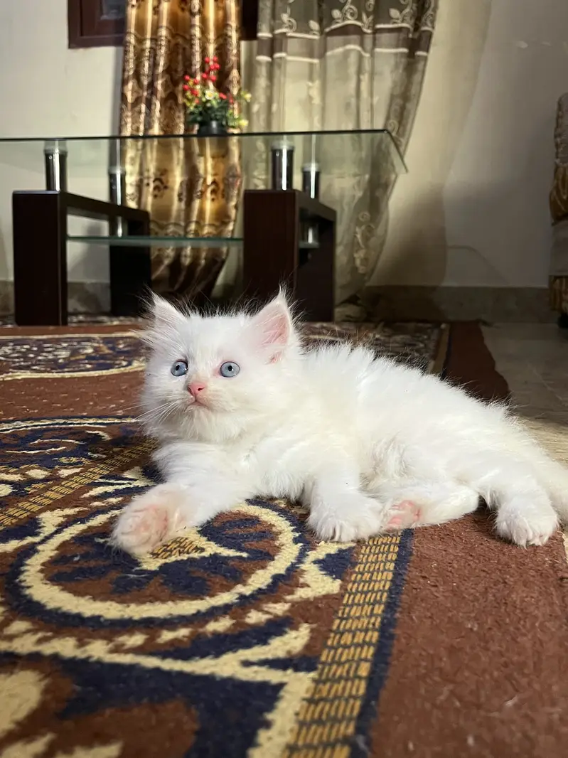 Blue eyes kitten — photo 6