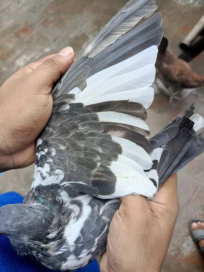dub wali female