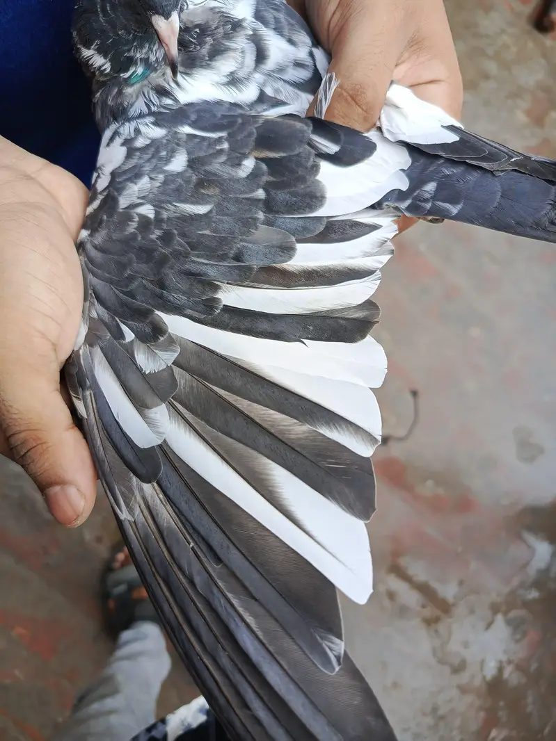 dub wali female — photo 2