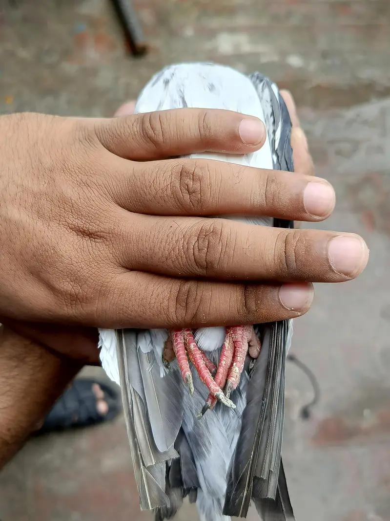 dub wali female — photo 3