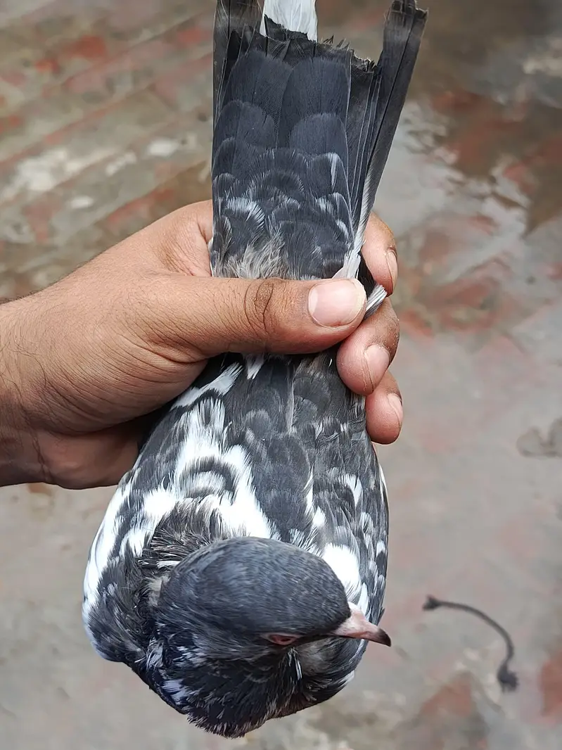 dub wali female — photo 5