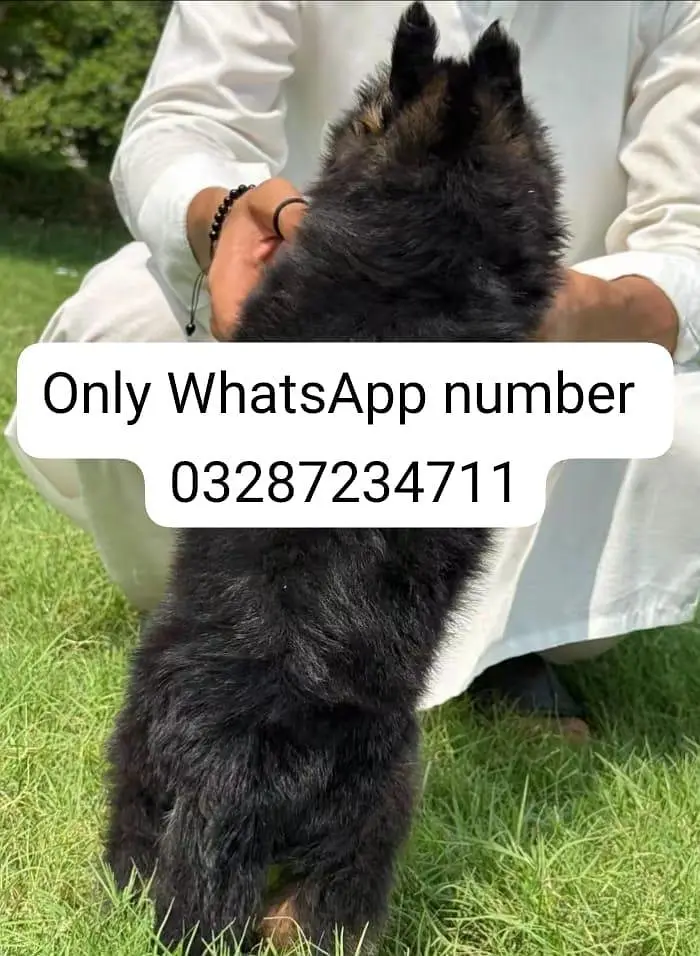 German Shepherd baby for sale — photo 3