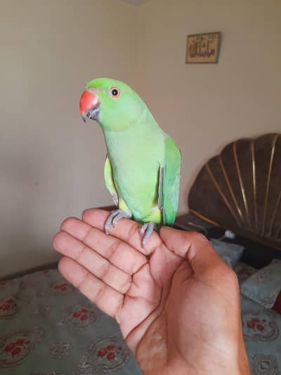 Mashallah patha male tame