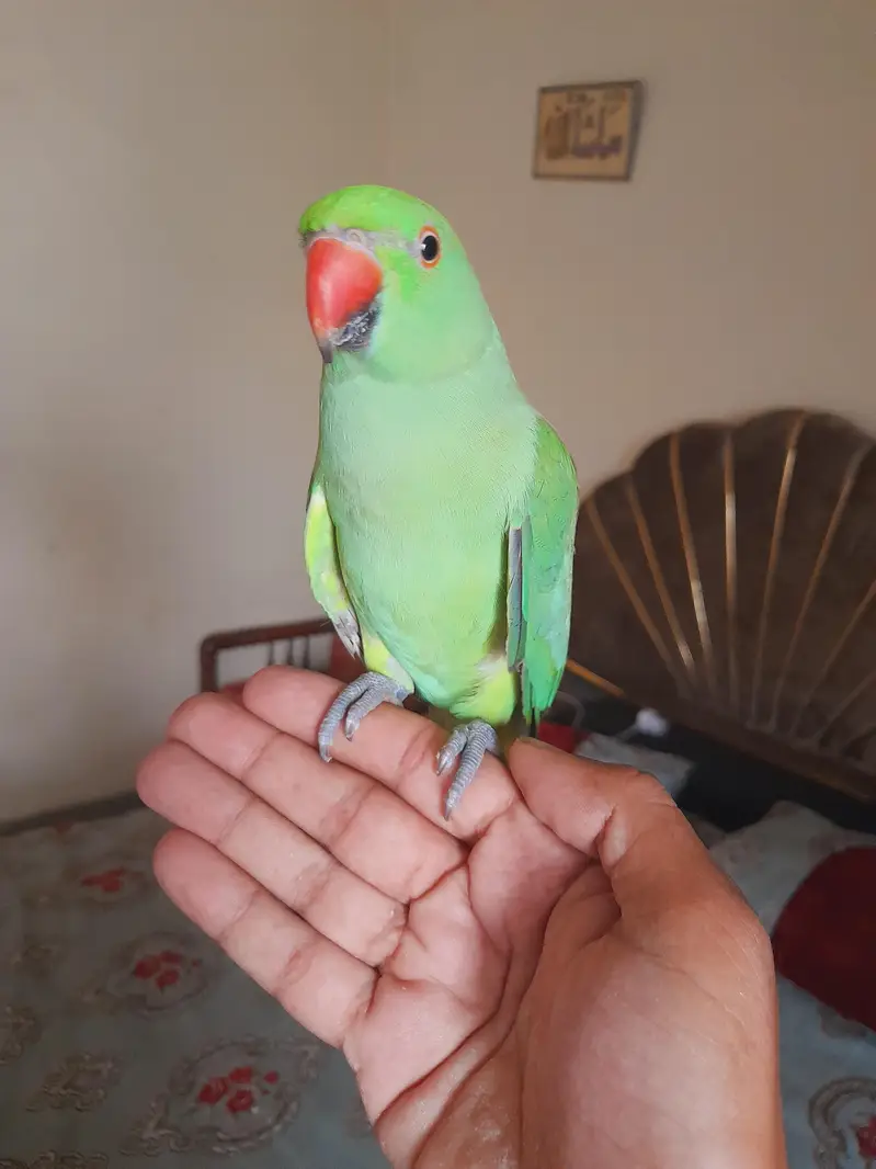Mashallah patha male tame — photo 2