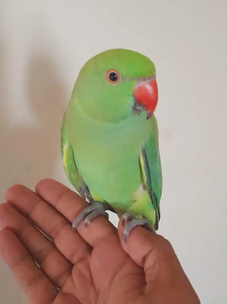 Mashallah patha male tame — photo 3