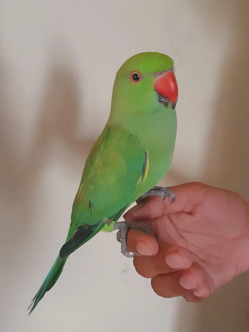 Mashallah patha male tame — photo 4