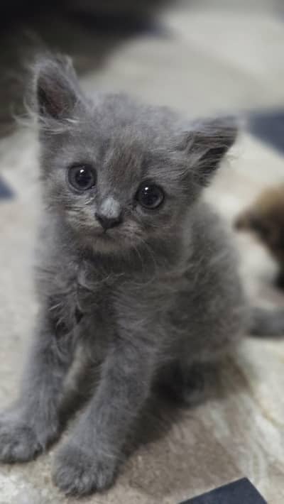 4 kittens male female available