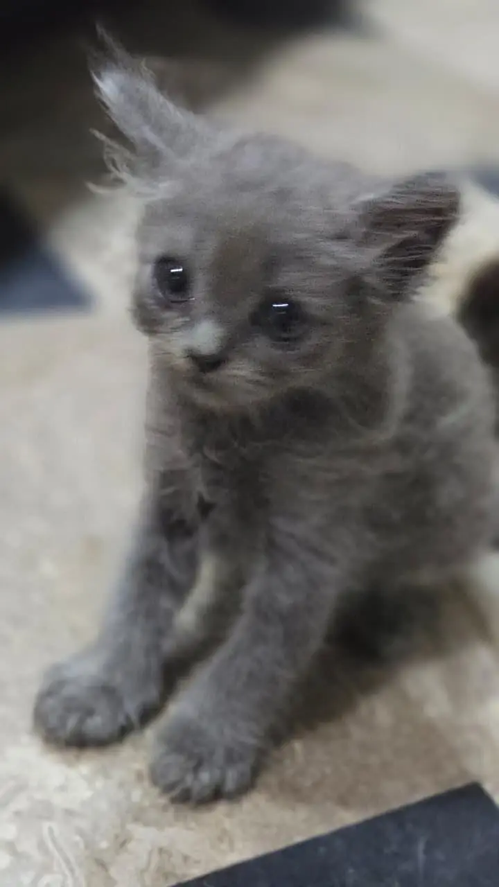 4 kittens male female available — photo 2