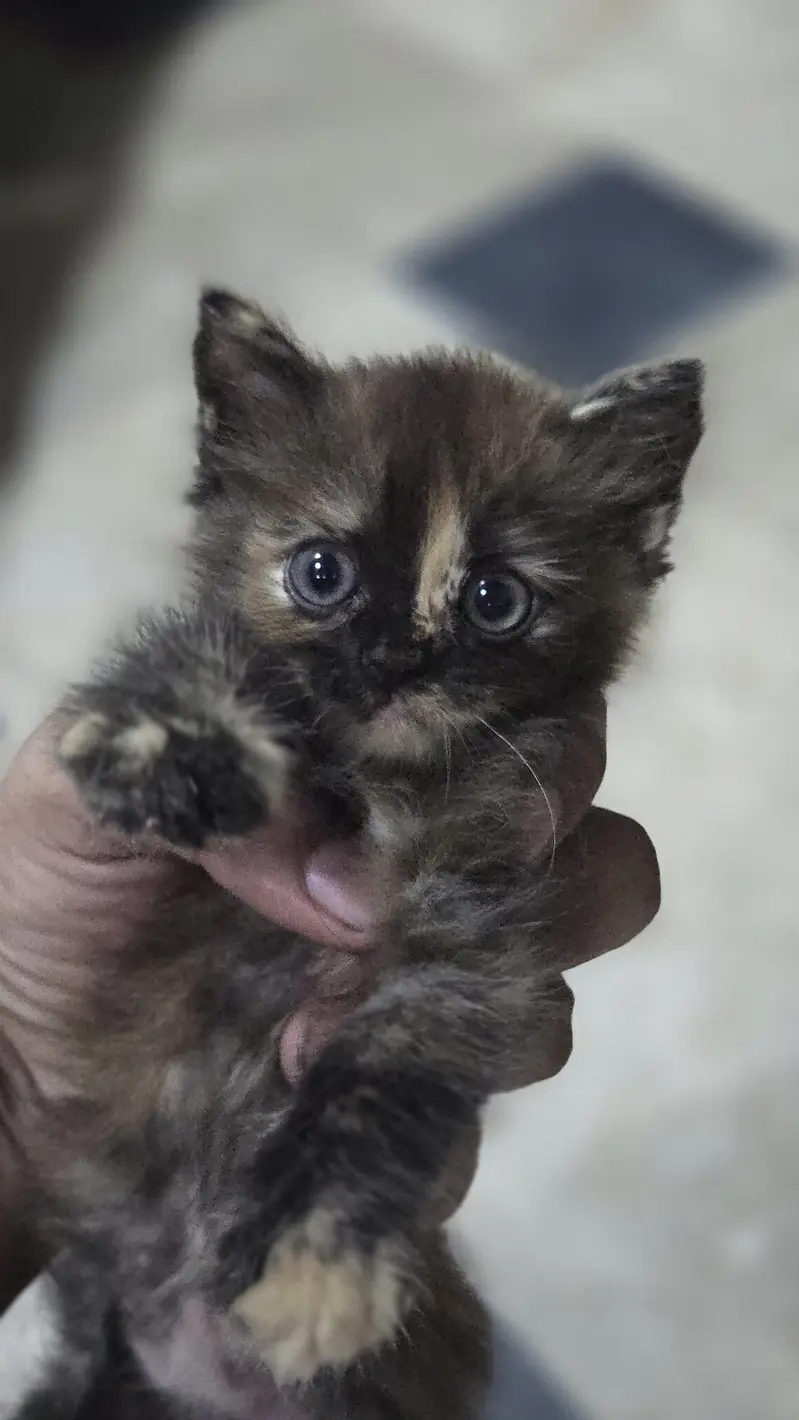 4 kittens male female available — photo 3