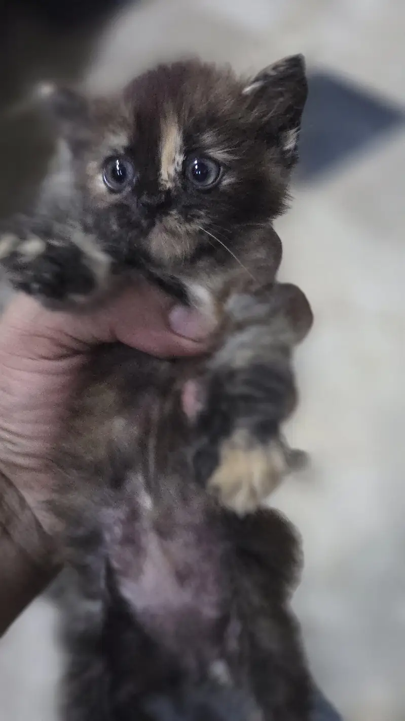 4 kittens male female available — photo 4