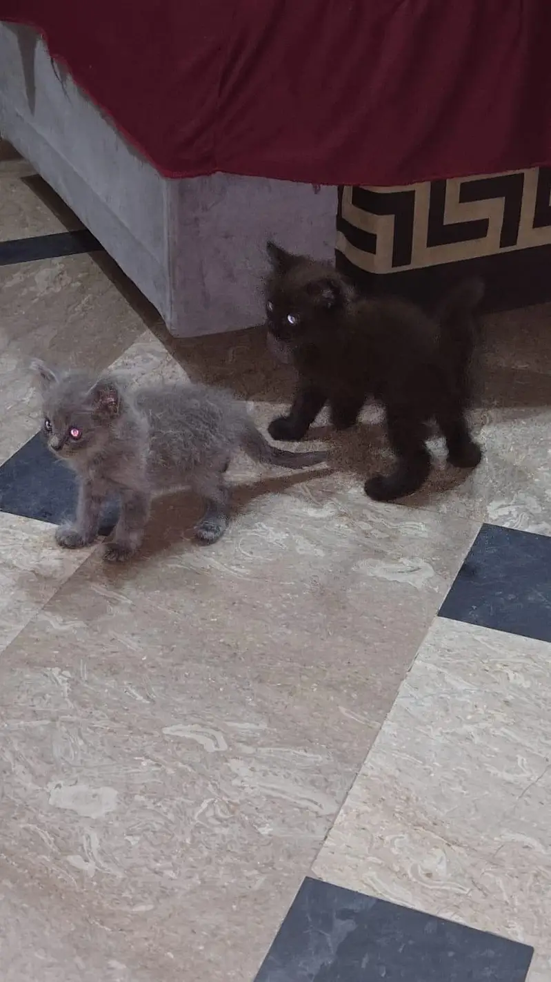 4 kittens male female available — photo 5