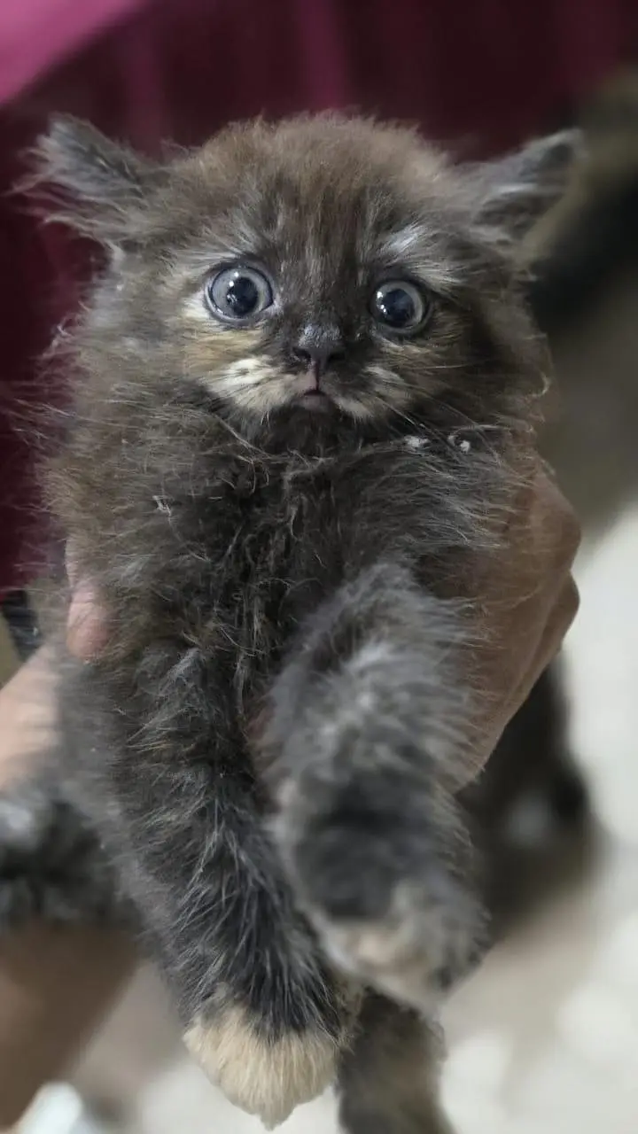4 kittens male female available — photo 6