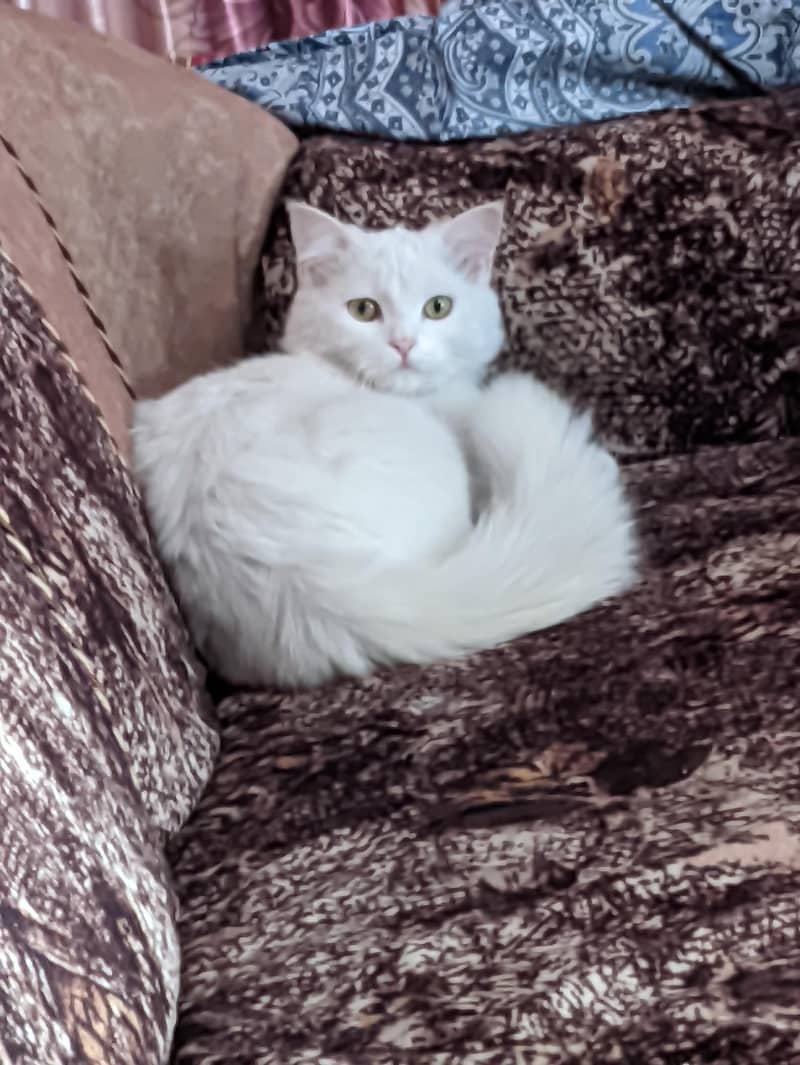 Persian cat 0