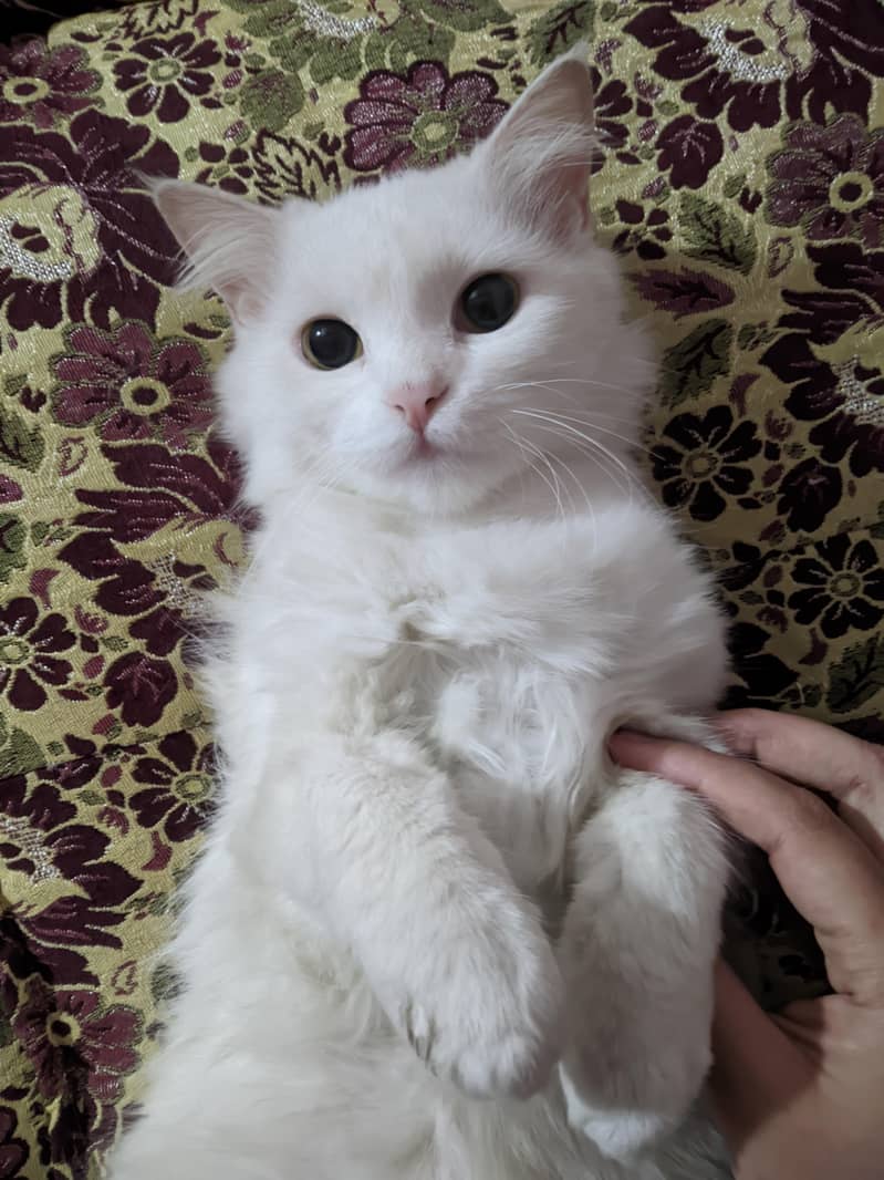 Persian cat 1