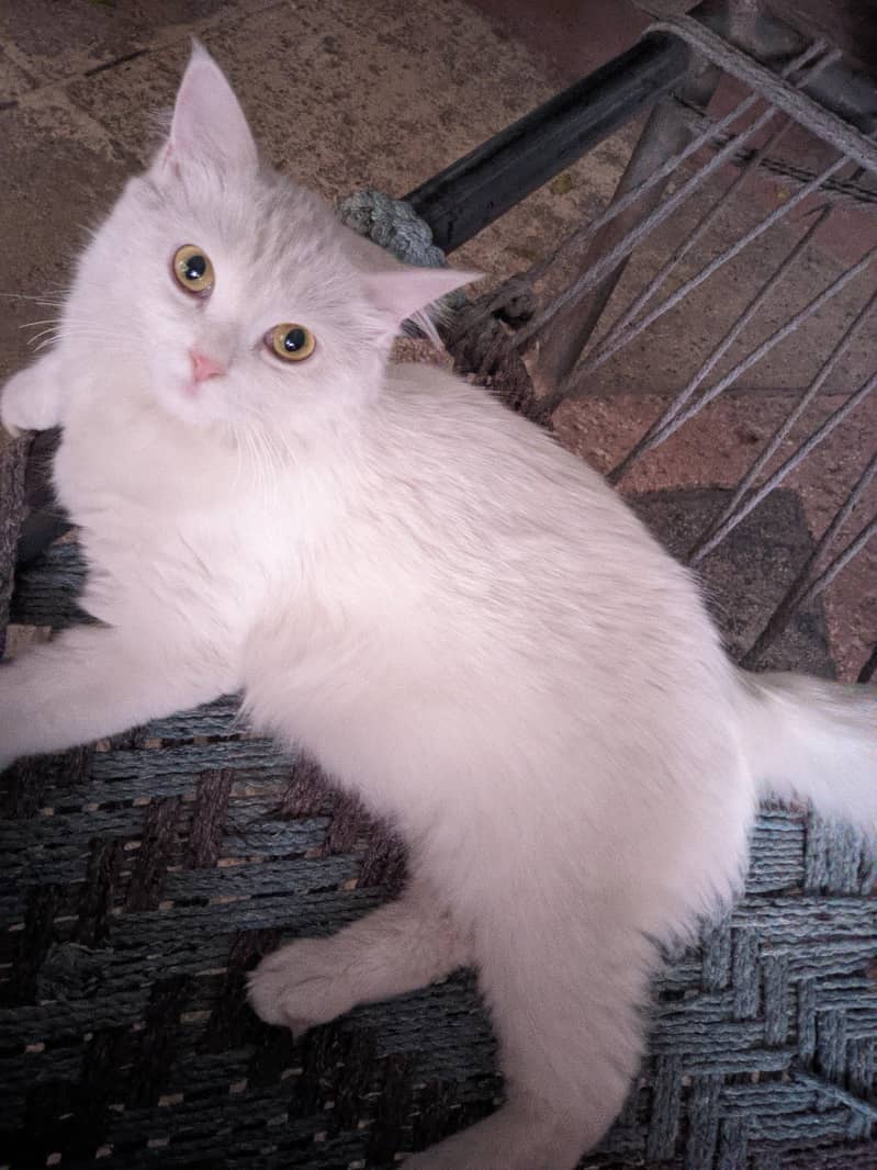 Persian cat 2
