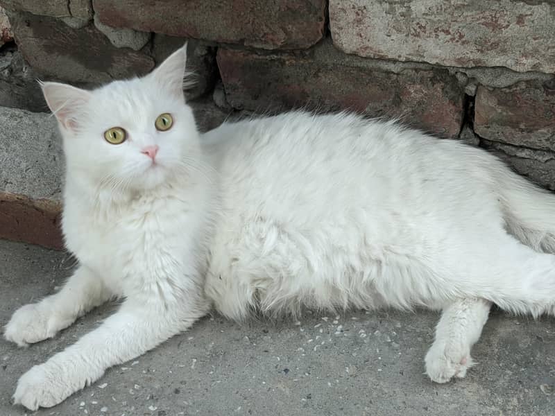 Persian cat 3