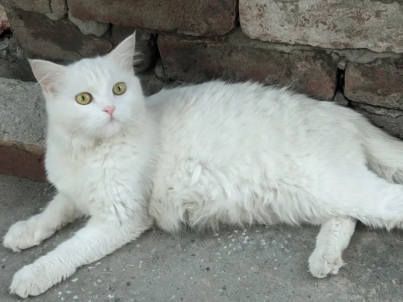 Persian cat — photo 4
